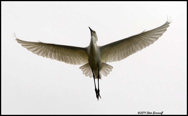 _1SB5721 snowy egret.jpg